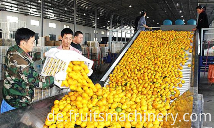 Industrial Citrus Peeler Machine Citrus Processing Line